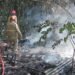 Pembakaran Sampah Sebabkan Lahan Rumpun Bambu di Cibinong Terbakar