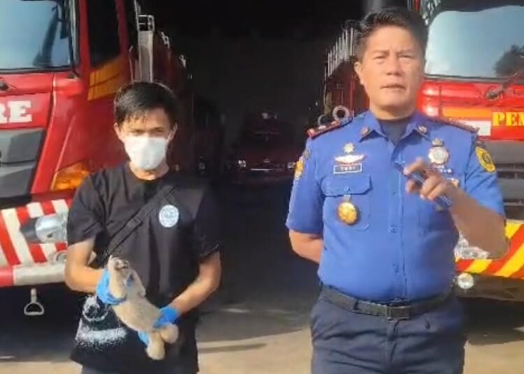 Niat Nyari Burung, Warga Tanjungsari Malah Temukan Kukang Jawa