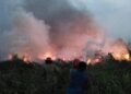 Lahan 9,7 Hektare di Cileungsi Terbakar, Penyebab Didalami