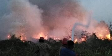 Lahan 9,7 Hektare di Cileungsi Terbakar, Penyebab Didalami