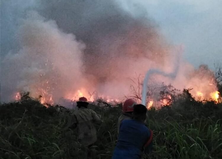 Lahan 9,7 Hektare di Cileungsi Terbakar, Penyebab Didalami