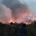 Lahan 9,7 Hektare di Cileungsi Terbakar, Penyebab Didalami