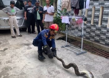 Bersembunyi di Bawah Meja, Ular di Rumah Warga Bojonggede Dievakuasi Damkar
