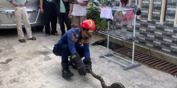 Bersembunyi di Bawah Meja, Ular di Rumah Warga Bojonggede Dievakuasi Damkar