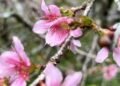 Bunga Sakura Mekar Lagi di Kebun Raya Cibodas, Momen Langka yang Wajib Dikunjungi!