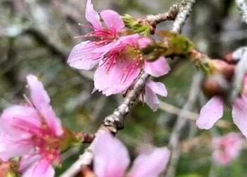 Bunga Sakura Mekar Lagi di Kebun Raya Cibodas, Momen Langka yang Wajib Dikunjungi!