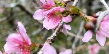 Bunga Sakura Mekar Lagi di Kebun Raya Cibodas, Momen Langka yang Wajib Dikunjungi!