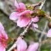 Bunga Sakura Mekar Lagi di Kebun Raya Cibodas, Momen Langka yang Wajib Dikunjungi!