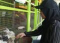 Pembangunan Mini Zoo di Pakansari Batal Direalisasikan Tahun Ini