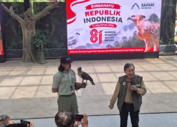 Kado Kemerdekaan, Elang Jawa Kesembilan Menetas di TSI Bogor