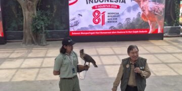 Kado Kemerdekaan, Elang Jawa Kesembilan Menetas di TSI Bogor