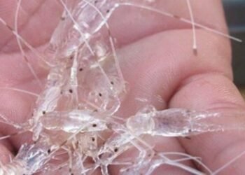 Polres Sukabumi Gagalkan Penyelundupan 60 Ribu Benih Bening Lobster Ilegal