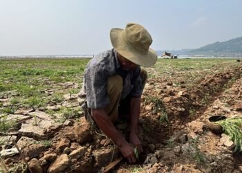 Waduk Cirata Surut, Ratusan Hektare Lahan di Cianjur Dimanfaatkan Warga Berococok Tanam