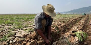 Waduk Cirata Surut, Ratusan Hektare Lahan di Cianjur Dimanfaatkan Warga Berococok Tanam