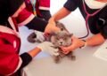 World Rabies Day 2026 Diperingati, Pemerintah Kejar Target Bebas Rabies 2030