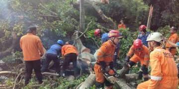 6 Pohon Tumbang di Bogor Timur, 4 Orang Terluka 