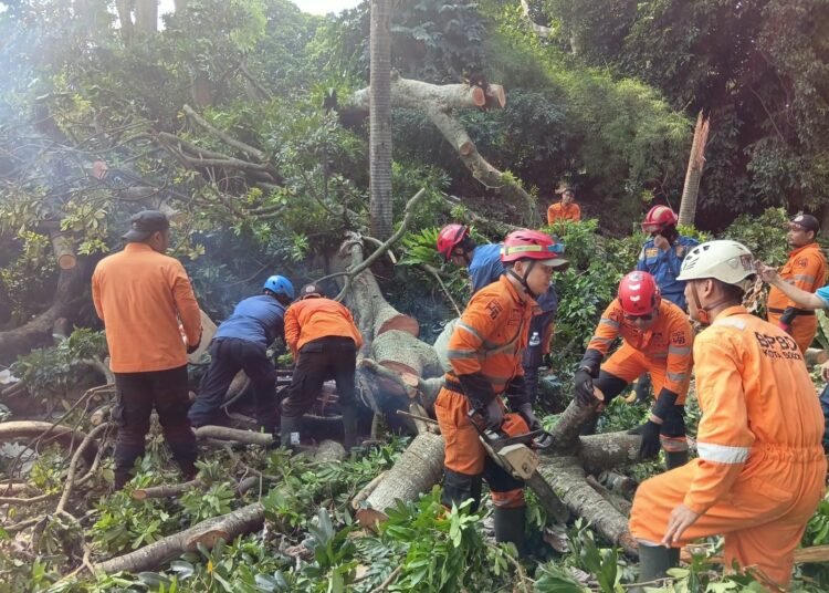 6 Pohon Tumbang di Bogor Timur, 4 Orang Terluka 
