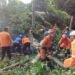 6 Pohon Tumbang di Bogor Timur, 4 Orang Terluka 