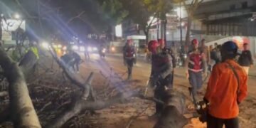 Pohon Tua Tumbang di Jalan Raya Bandung Cianjur, 3 Orang Terluka