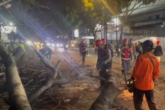 Pohon Tua Tumbang di Jalan Raya Bandung Cianjur, 3 Orang Terluka