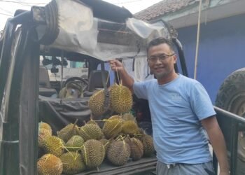 Musim Durian Melimpah,Si Kancil Cicantayan Diburu Pecinta Buah Durian