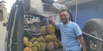 Musim Durian Melimpah,Si Kancil Cicantayan Diburu Pecinta Buah Durian