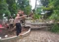Angin Kencang Robohkan Pohon Beringin 25 Meter, Timpa Kantor Kecamatan Kadudampit