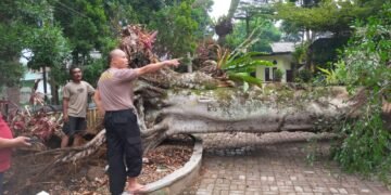 Angin Kencang Robohkan Pohon Beringin 25 Meter, Timpa Kantor Kecamatan Kadudampit
