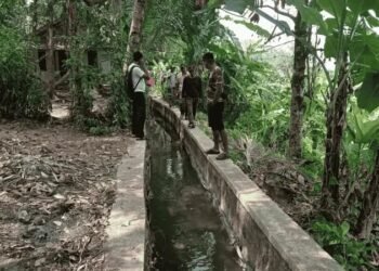 Air Tak Sampai ke Sawah! Irigasi Citepus Palabuhanratu Bocor, 50 Hektare Sawah Petani Terancam Gagal Panen