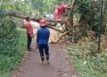 Pohon Besar Tumbang Tutup Jalan di Selawangi Sukaraja! Damkar Posko 7 Diterjunkan, Warga Sempat Panik