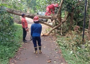 Pohon Besar Tumbang Tutup Jalan di Selawangi Sukaraja! Damkar Posko 7 Diterjunkan, Warga Sempat Panik
