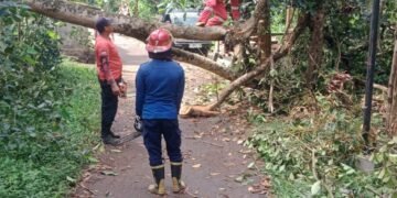 Pohon Besar Tumbang Tutup Jalan di Selawangi Sukaraja! Damkar Posko 7 Diterjunkan, Warga Sempat Panik