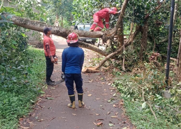 Pohon Besar Tumbang Tutup Jalan di Selawangi Sukaraja! Damkar Posko 7 Diterjunkan, Warga Sempat Panik