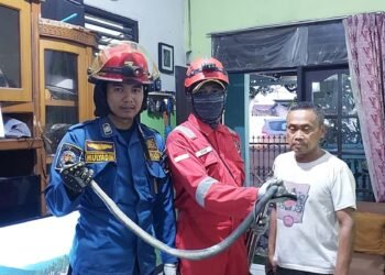 Mulai Musim Penghujan Ular Masuk Rumah di Cibeureum Sukaraja, Damkar Posko 7 Evakuasi
