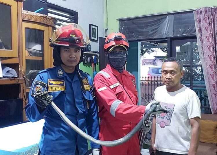 Mulai Musim Penghujan Ular Masuk Rumah di Cibeureum Sukaraja, Damkar Posko 7 Evakuasi