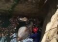 Seekor Sapi Tercebur ke Sumur Tua di Tegal Buleud Sukabumi, Damkar Evakuasi Selama 2 Jam