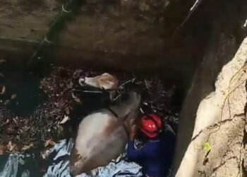 Seekor Sapi Tercebur ke Sumur Tua di Tegal Buleud Sukabumi, Damkar Evakuasi Selama 2 Jam