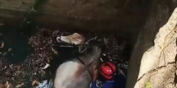 Seekor Sapi Tercebur ke Sumur Tua di Tegal Buleud Sukabumi, Damkar Evakuasi Selama 2 Jam