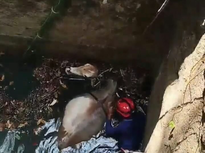 Seekor Sapi Tercebur ke Sumur Tua di Tegal Buleud Sukabumi, Damkar Evakuasi Selama 2 Jam