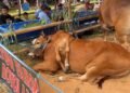 Sapi Berkaki Enam Jenis Ras Madura Sabet Juara I APPSI Piala Presiden di Pakansari 
