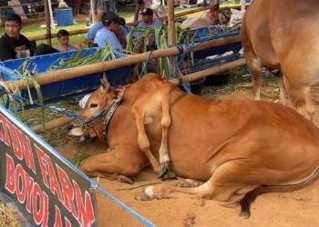Sapi Berkaki Enam Jenis Ras Madura Sabet Juara I APPSI Piala Presiden di Pakansari 