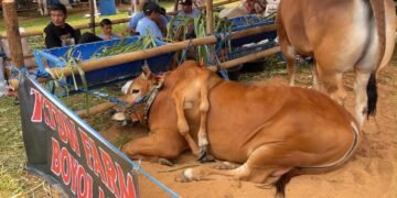 Sapi Berkaki Enam Jenis Ras Madura Sabet Juara I APPSI Piala Presiden di Pakansari 