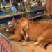 Sapi Berkaki Enam Jenis Ras Madura Sabet Juara I APPSI Piala Presiden di Pakansari